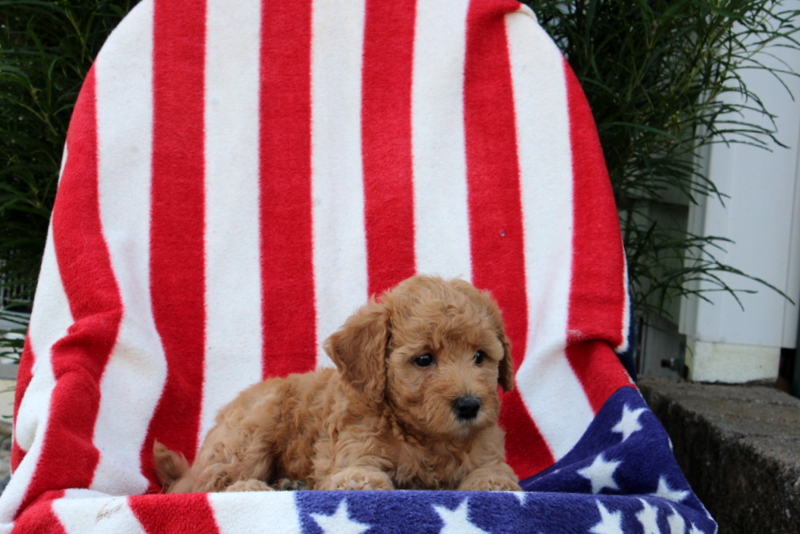 puppy, for, sale, Morki-Poo, Matthew B. Stoltzfus, dog, breeder, Gap, PA, dog-breeder, puppy-for-sale, forsale, nearby, find, puppyfind, locator, puppylocator, aca